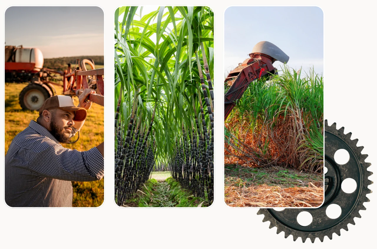 Trabalho agrícola, canavial e colheita mecanizada